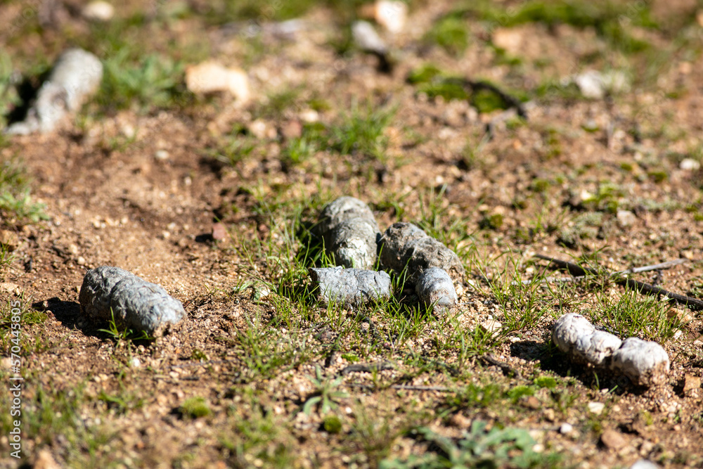 Coyote Scat on a Hiking Trail Coyote Scat on a Hiking Trail
