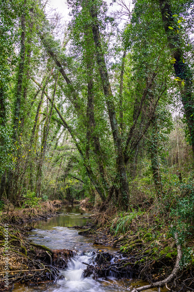Obraz premium River in the forest in the biosphere reserve of Ribeira da Foz - Chamusca - Portugal