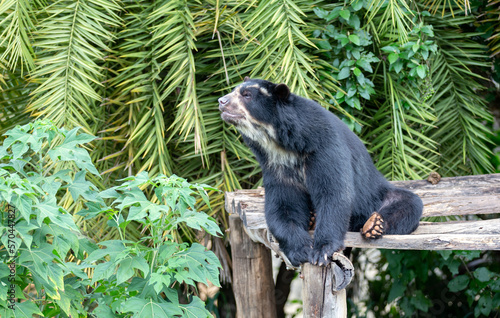 South American Spectacled Bear isolated in selective focus. By side © Adilson