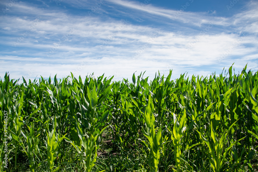 Siembra en campo con cielo Siembra en campo con cielo