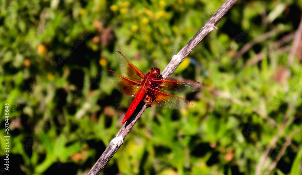 Red Dragonfly Red Dragonfly