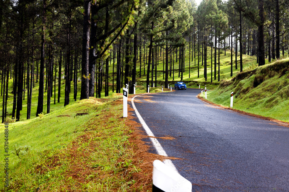 Fototapeta premium The Winding Road: A Winding Journey Through the Trees