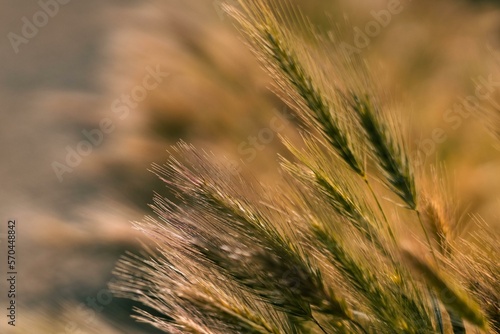 Grass