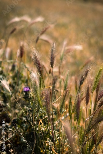 Grass