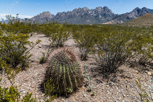 Barrel Cactus growing in the dry Chihuahuan Desert - In Organ Mountains, New Mexico, near the border with Texas and Mexico photo