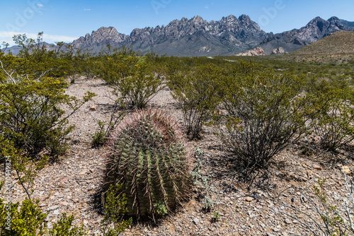 Barrel Cactus growing in the dry Chihuahuan Desert - In Organ Mountains, New Mexico, near the border with Texas and Mexico