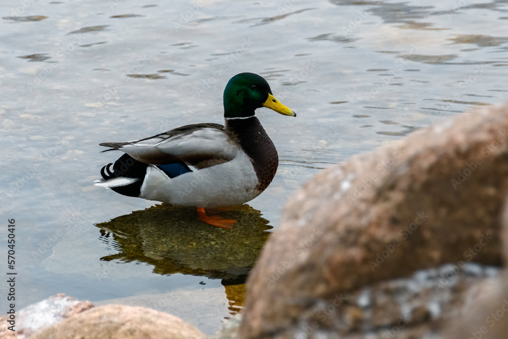 Fototapeta premium A wild male duck stands in the water on a stone shallow. Close-up of a beautiful mallard drake. Frosty winter day