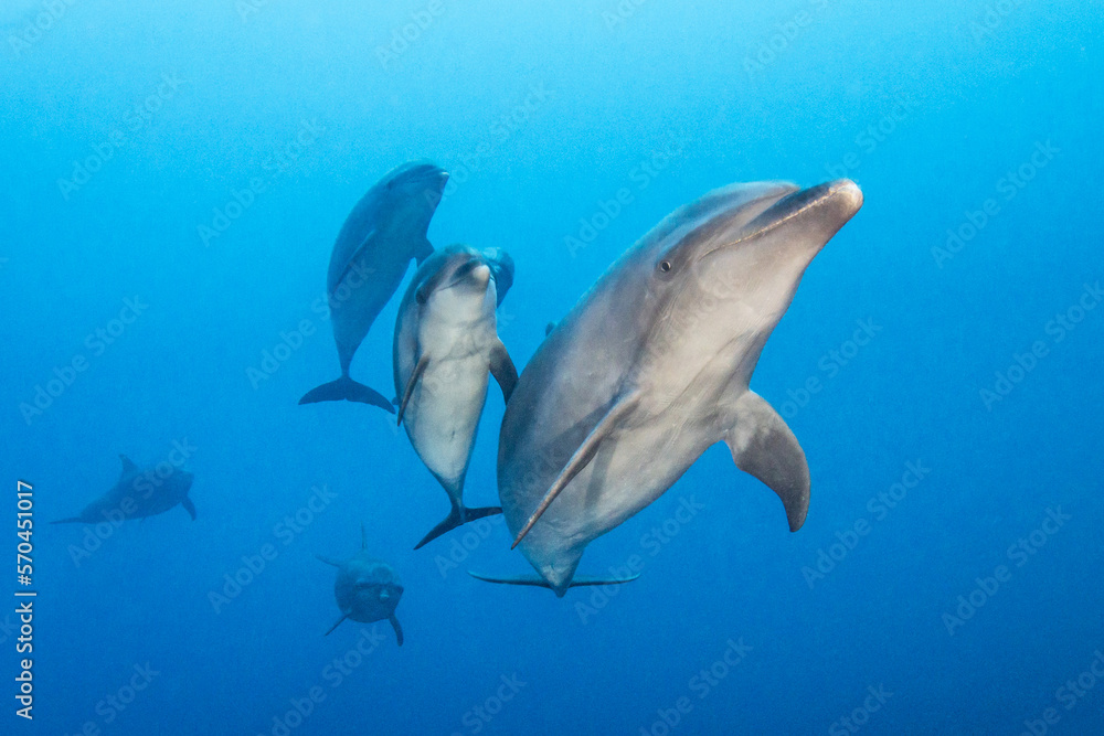 Fototapeta premium Bottlenose dolphin, French Polynesia
