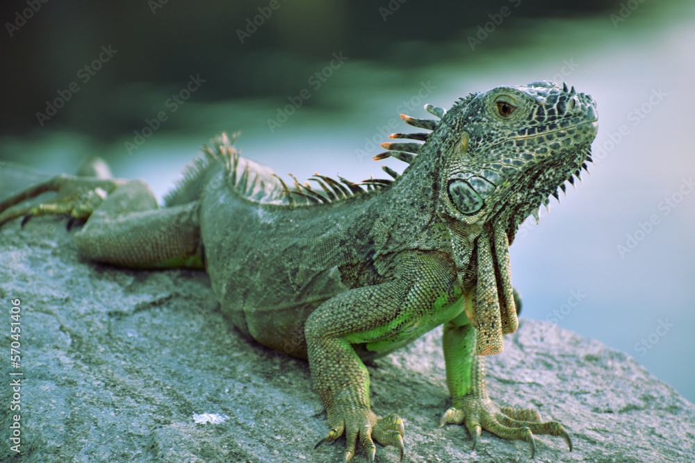 iguana on a tree