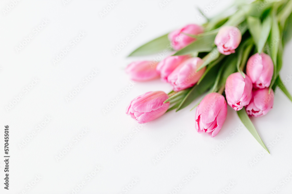 Pink tulips close-up on a white background. Background for Valentine's Day. Gift for Mother's Day or Women's Day