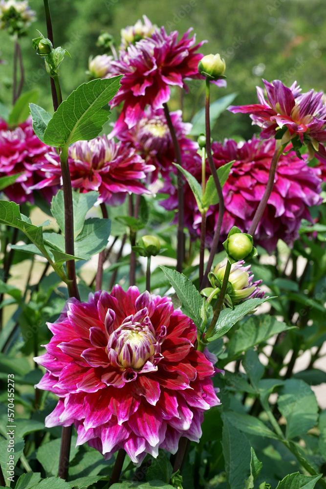 Fototapeta premium Purple decorative Dahlias Garden