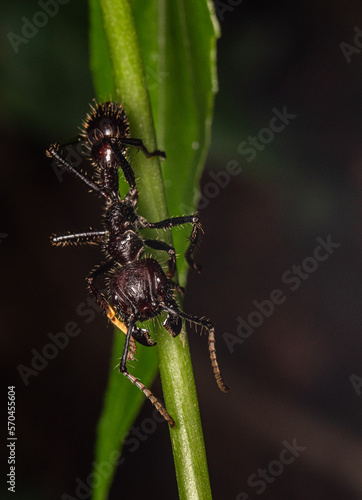bullet ant paraponera clavata gigant ant © Andres