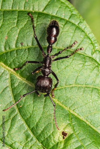 bullet ant paraponera clavata gigant ant