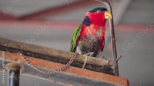 Blue-capped lory (Lorius lory lory) chained in captivity. Underbelly plumage in poor condition. Example, of animal cruelty and mistreated pet. Close up