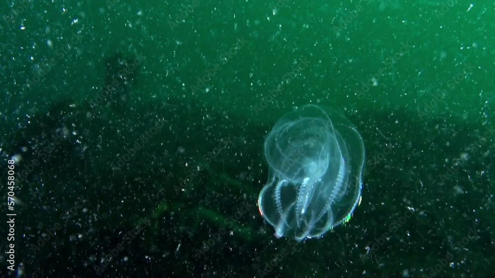 Jellylike body of Ctenophora Mnemiopsis, commonly known as Sea