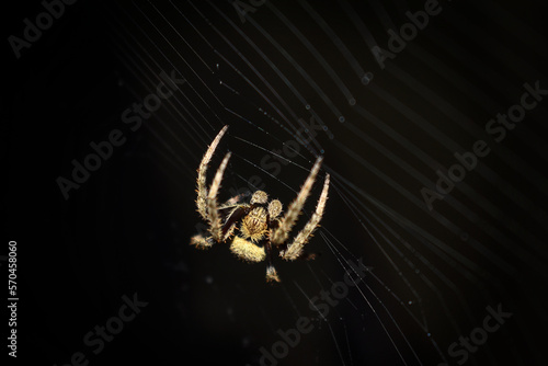 Spider on its web at night