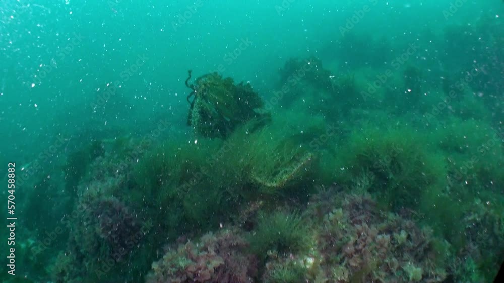 Seabed of Barents Sea is vital and thriving ecosystem. In addition to abundance of marine life, seabed is also distinguished by variety of landscapes, including sandy bottoms, rocky outcrops. Seabed of Barents Sea is vital and thriving ecosystem. In addition to abundance of marine life, seabed is also distinguished by variety of landscapes, including sandy bottoms, rocky outcrops.