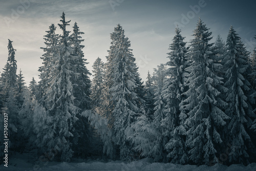 Snowy Trees in the Winter Forest