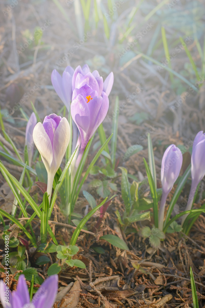 Pair of purple crocuses growing from the ground Pair of purple crocuses growing from the ground