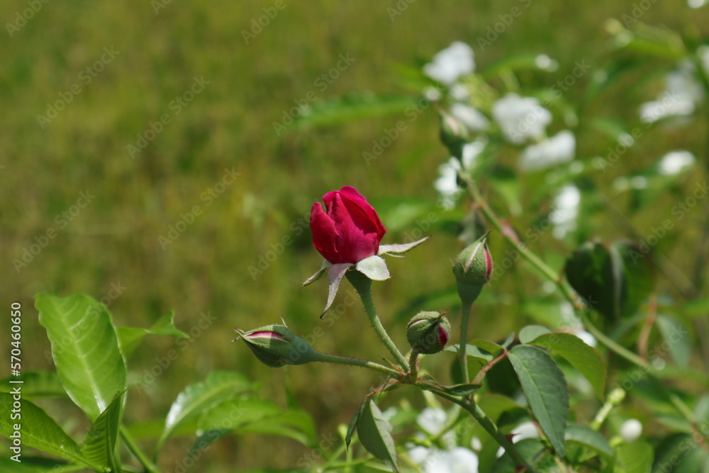 An opening red Rose flower bud with few unopened Rose buds in a rose branch An opening red Rose flower bud with few unopened Rose buds in a rose branch