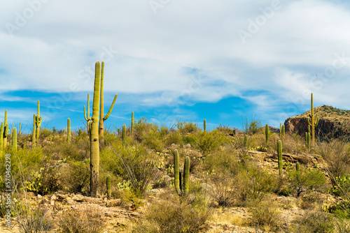 Sonora desert saguaro cactuses in the hills of ariona with blue sky background and white clouds in midday sunlight