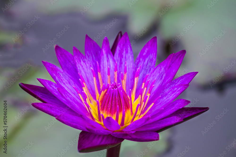 Beautiful purple water lily or lotus flower in pond. Royalty high quality free stock footage of a purple lotus flower. background is the lotus leaf in a lotus pond. Beautiful purple water lily or lotus flower in pond. Royalty high quality free stock footage of a purple lotus flower. background is the lotus leaf in a lotus pond.