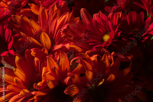 red flowers