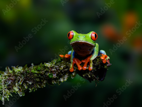 Red-eyed tree frog bright vivid colors at night in tropical rainforest treefrog in jungle Costa Rica 