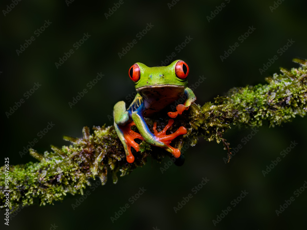 Naklejka premium Red-eyed tree frog bright vivid colors at night in tropical rainforest treefrog in jungle Costa Rica 