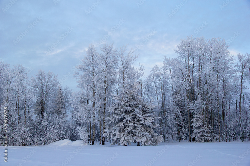 Winter forest, high trees in snow along the road.