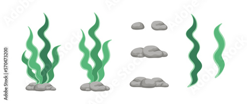 Vector designer elements set collection of green algae, sea grass, underwater seaweed plants and stones.