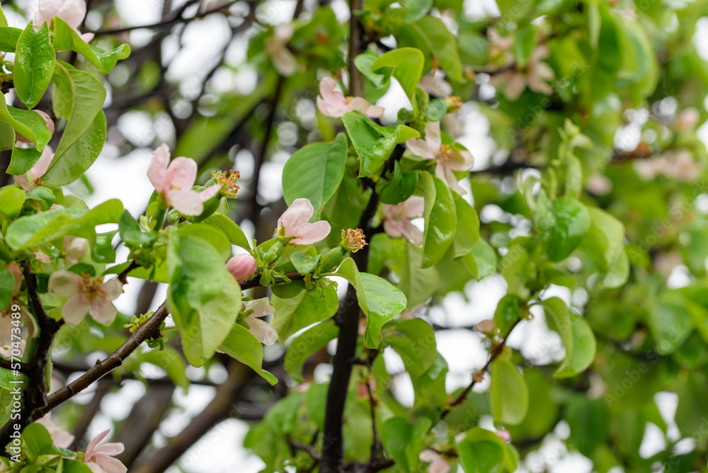 Pink flower of chinese quince