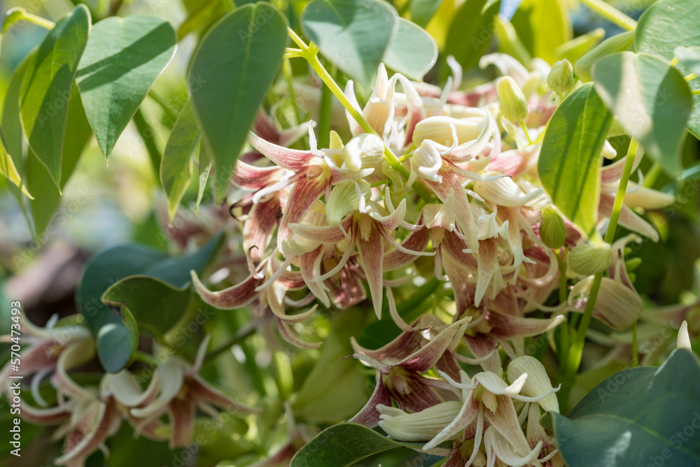 Stauntonia hexaphylla flower, Evergreen Akebia Stauntonia hexaphylla flower, Evergreen Akebia
