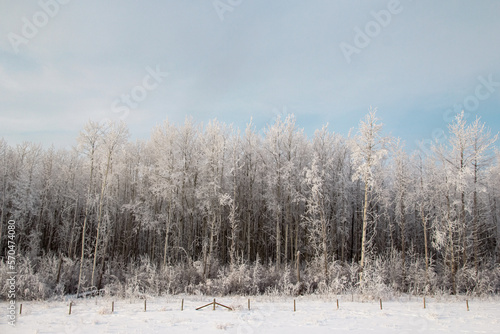 Winter forest, high trees in snow along the road. © Saeedatun
