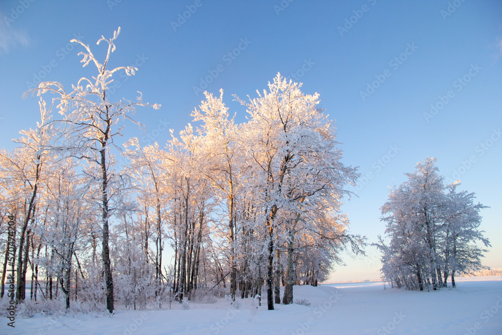 Beautiful winter view of trees in hoarfrost in the morning light. Beautiful winter view of trees in hoarfrost in the morning light.