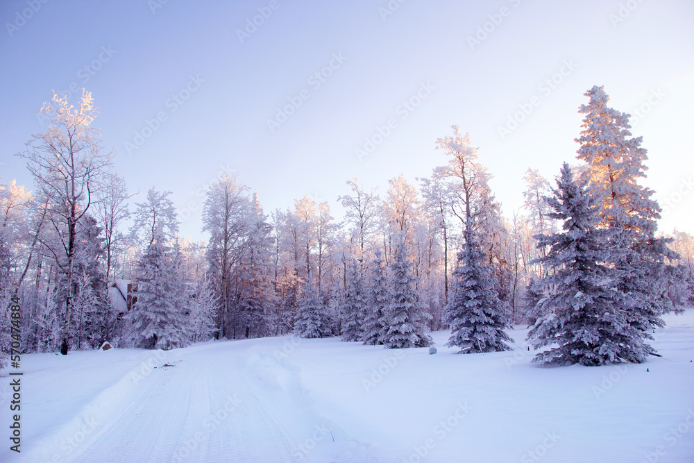 Fototapeta premium Beautiful winter view of trees in hoarfrost in the morning light.