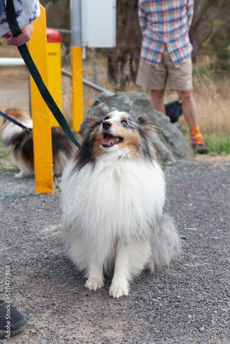 Sheltie Walkies.