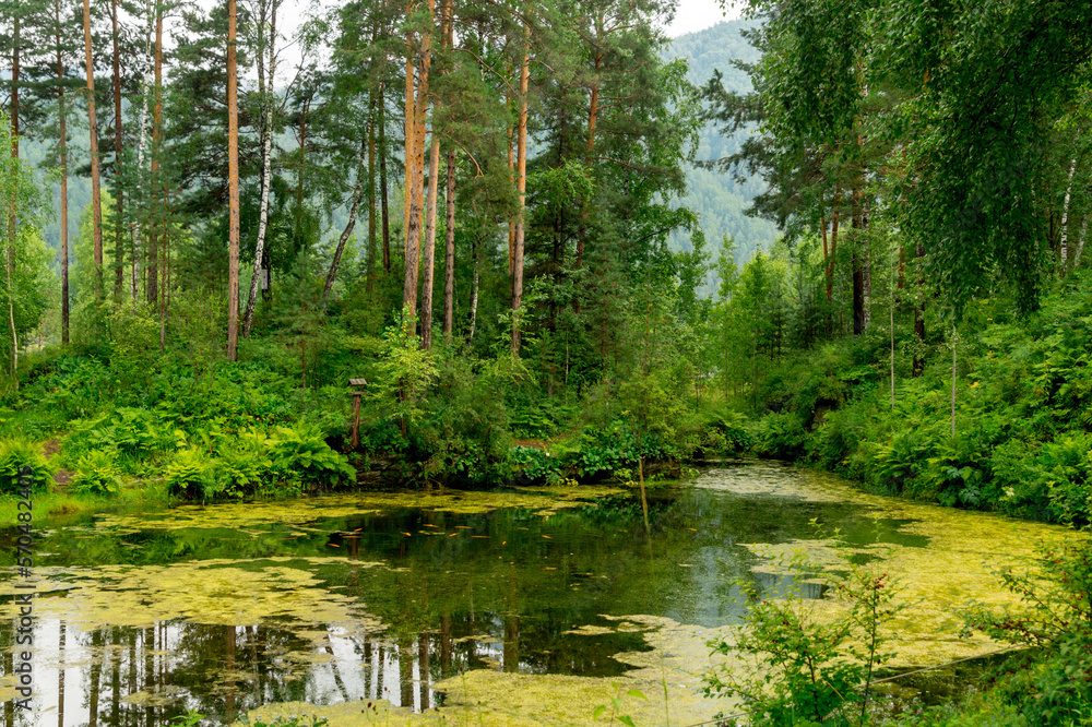 Summer landscape. A forest lake overgrown with mud.