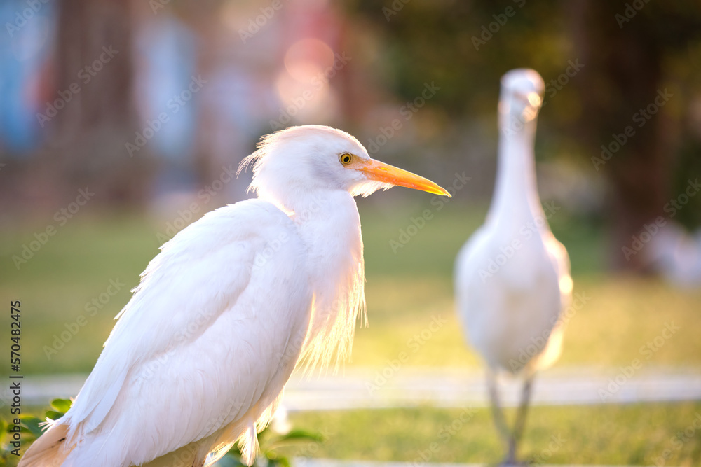 Obraz premium White cattle egret wild bird, also known as Bubulcus ibis walking on green lawn in summer