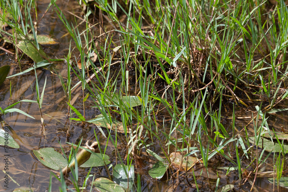 Water plants Water plants