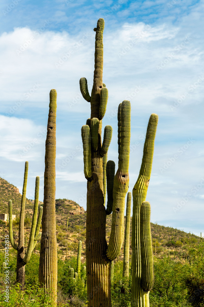 Towering saguaro cactuses in the parks of sabino nation recreation and reserve area in arizona sonora desert in sun