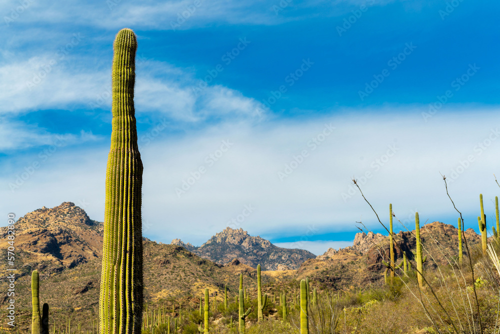 Large saguaro cactus in sabino nation park in the cliffs of arizona in the fields of recreation and natural reserve