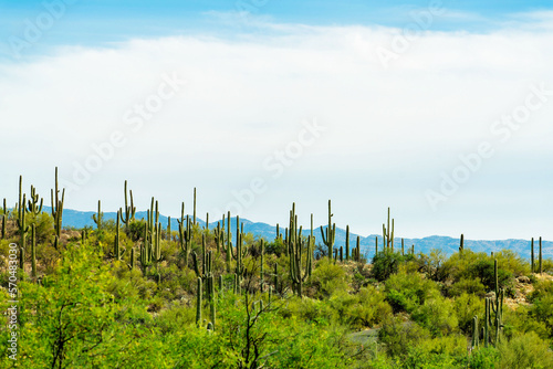 Green cactus hills in sonora desert in the sabino national park in southwestern united states in arizona with trees and grass photo