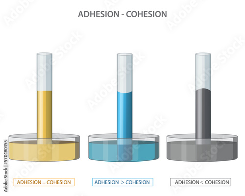Adhesion and cohesion of water and capillary action in physical science