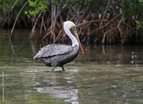 A wild pelican wading in shallow water in Key Largo, Florida, USA