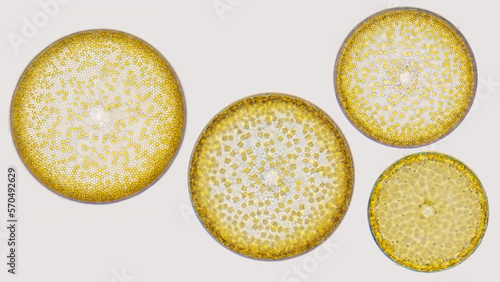 Canvastavla Marine plankton Coscinodiscus sp