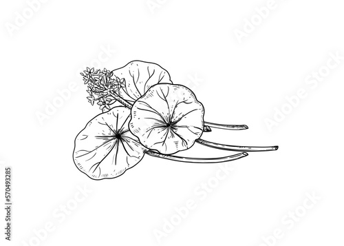Hand drawn sketch black and white illustration set of gotu kola, Centella asiatica, flower, leaf. Vector illustration. Elements in graphic style label, sticker, menu, package. Engraved style.