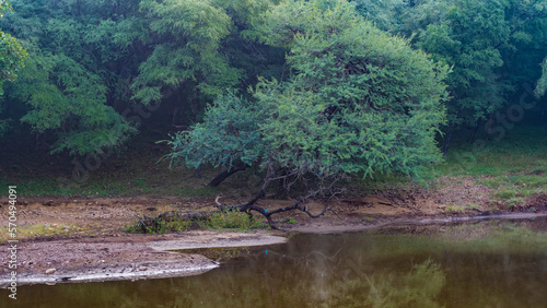 A calm lake in the jungle is surrounded by lush green trees. Bright birds are visible on the branches. Reflection in the water. India. Ranthambore National Park