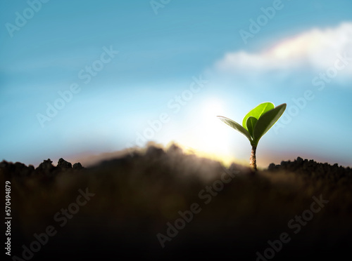 Plant a Tree Concept. Start, Recovery and Challenge in Life or Business. New Green Sprout Growth in Soil. Morning Sunrise Sky as background. Responsible and Sustainable, Environmental Care. Low angle