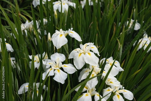 Japanese iris flowers in the park , white iris flowers , kagawa, shikoku, japan photo